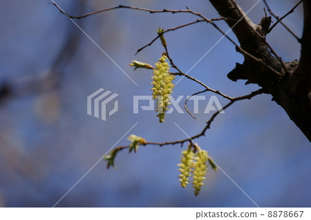 我是一隻狗和一隻四手杖。 8878667