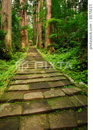 Stairs of cobblestones and cedar trees Haguroyama Stairs of cobblestones and cedar trees Haguroyama 8878815