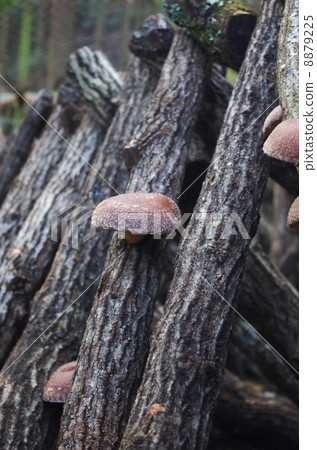 Shiitake cultivation in a dim forest Shiitake cultivation in a dim forest 8879225