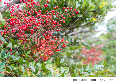 南方的天空 8879257