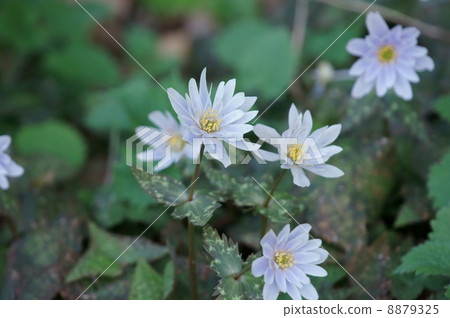 I am Snow Association Ikuwa Yukiwarisutige. It is spring fairy. I am Snow Association Ikuwa Yukiwarisutige. It is spring fairy. 8879325
