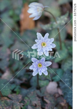 I am Snow Association Ikuwa Yukiwarisutige. It is spring fairy. I am Snow Association Ikuwa Yukiwarisutige. It is spring fairy. 8879326
