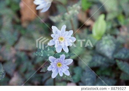 I am Snow Association Ikuwa Yukiwarisutige. It is spring fairy. I am Snow Association Ikuwa Yukiwarisutige. It is spring fairy. 8879327