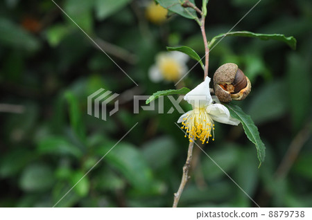 Fruit of tea Fruit of tea 8879738