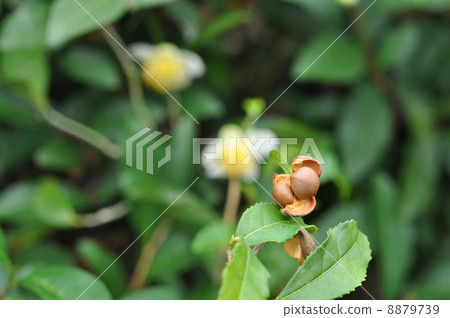Fruit of tea Fruit of tea 8879739