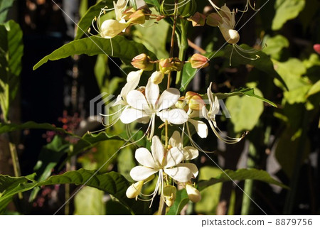White flowers of Kurarindo 8879756