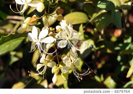 White flowers of Kurarindo 8879764