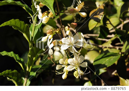 White flowers of Kurarindo 8879765