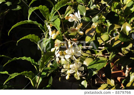 Kurarindo的白花 8879766
