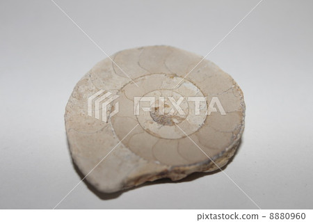 A specimen of ammonite 8880960