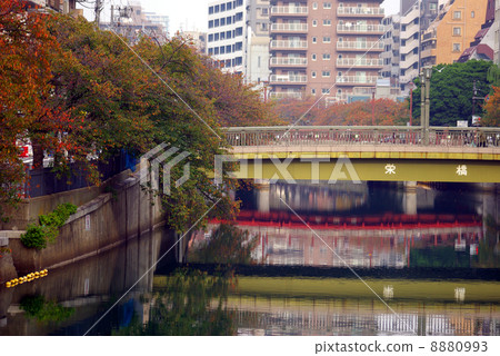 Autumn leaves of leaf cherry near Yokohama City Kanagawa Prefecture Ooka River Eiibashi 8880993
