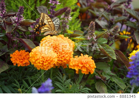 A swallowtail butterfly that stops on marigold 8881345