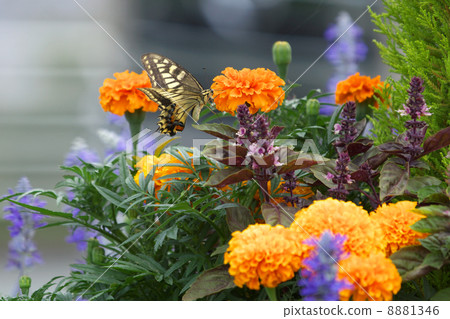 A swallowtail butterfly that stops on marigold A swallowtail butterfly that stops on marigold 8881346