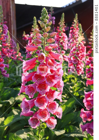 Pink Digitalis Purpurea elongated flower garden 8881401