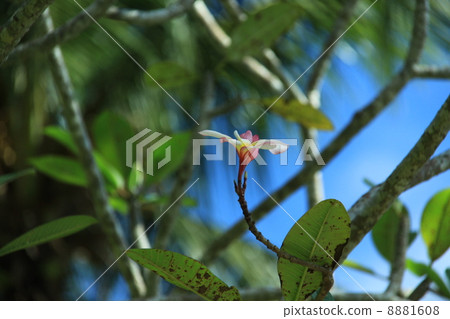 Plumeria pink Plumeria pink 8881608