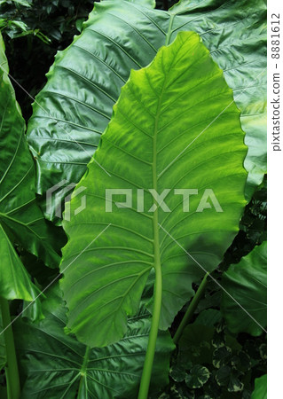 Kwazu imo Kwazu imo 8881612