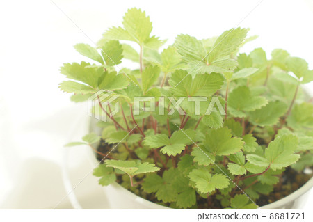 Wild strawberry leaves Wild strawberry leaves 8881721