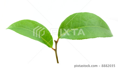 Laurel leaf Laurel leaf 8882035