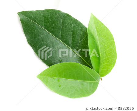 Laurel leaf Laurel leaf 8882036