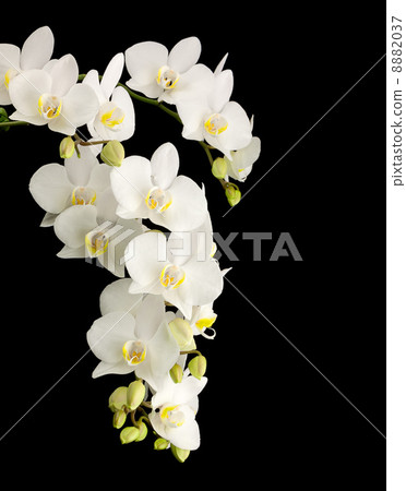 White orchid 8882037