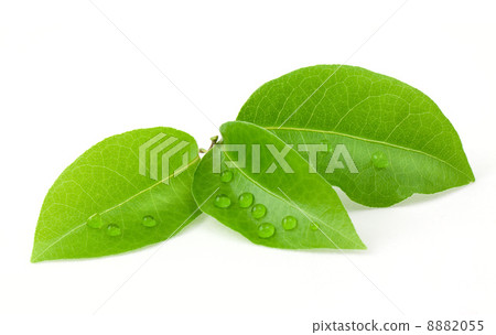 Laurus leaf Laurus leaf 8882055