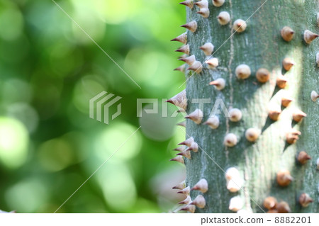 Togorikiwata and sun leaves 8882201