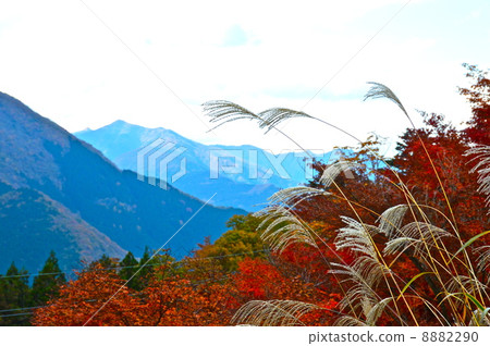 秋葉，Susuki，秋天的天空（Mimen Shrine / Mitamine，埼玉縣） 8882290