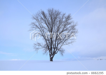 Hokkaido · Biee "philosophy tree" Hokkaido · Biee "philosophy tree" 8882295