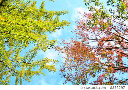 Ginkgo biloba and Momiji Ginkgo biloba and Momiji 8882297