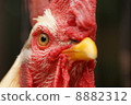 bird  8882312