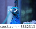 bird  8882313