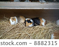 Guinea pig 8882315