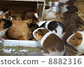 Guinea pig 8882316