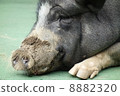 Pig's nose 8882320