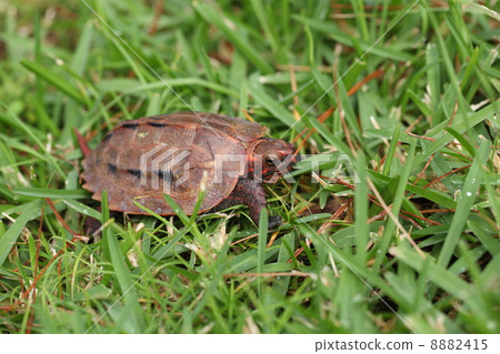 Ryukyu yamagame that appeared in the park 8882415