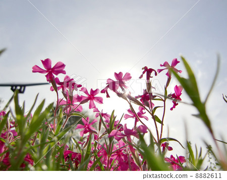 Moss phlox Moss phlox 8882611