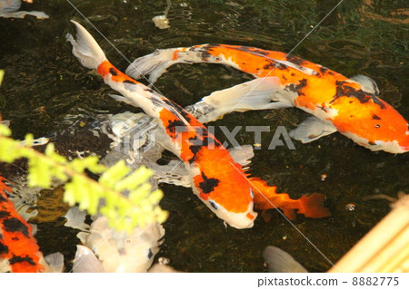 鯉魚 鯉魚 8882775