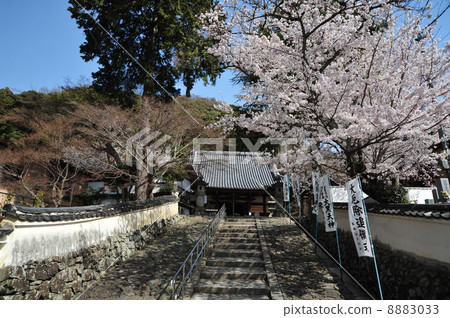 Spring of Kyoto Hojoji Temple 8883033