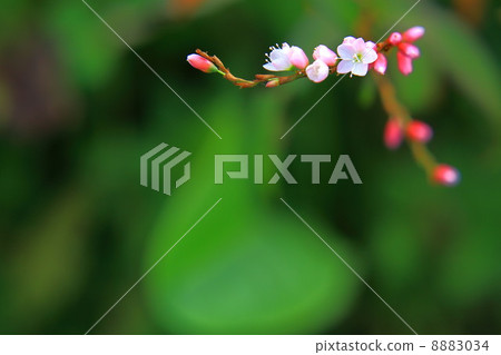 Sakuratade's flower 8883034