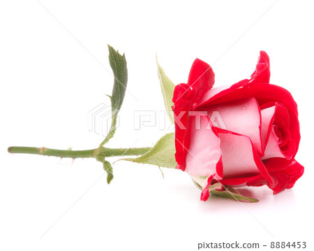 Red rose flower head isolated on white background cutout Red rose flower head isolated on white background cutout 8884453