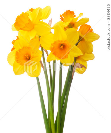 Daffodil flower or narcissus  bouquet  isolated on white backgro 8884456