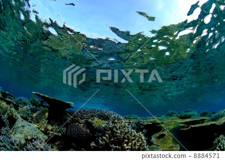 Shallow coral reef in the Maldives 8884571