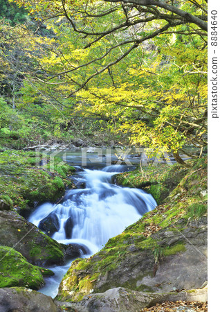 Autumn leaves 8884640