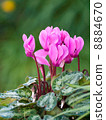 Cyclamen 8884670