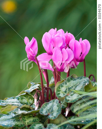 Cyclamen Cyclamen 8884670
