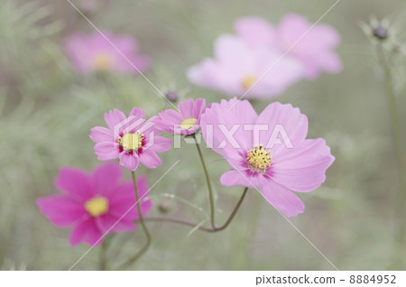 Cosmos blooms Cosmos blooms 8884952