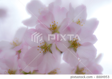 Blooming cherry blossoms 8884953