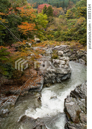 Autumn leaves - Akikawa Valley - (Tokyo - Akiruno) 8885164