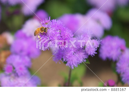 Ageratum and honey bees 8885167