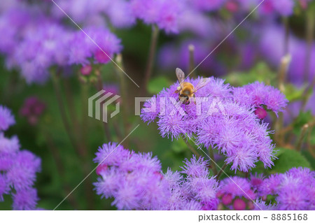 藿香薊和蜜蜂 8885168